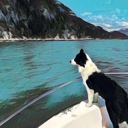 Border Collie Puppies from Flying S Border Collies