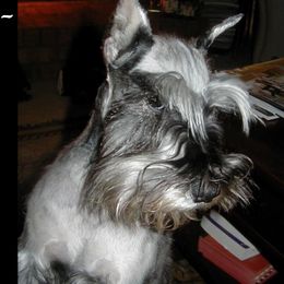 Alexis - Miniature Schnauzer