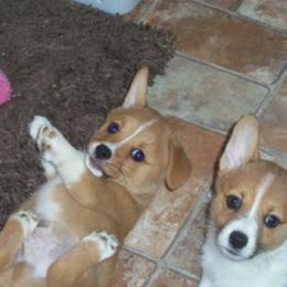 Pembroke Welsh Corgi Puppies from Nistler's Farm Corgis