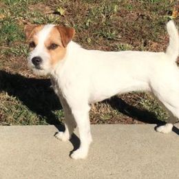 Jolie Rouge - Jack Russell Terrier