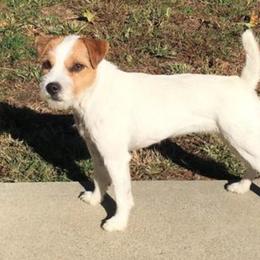 Jolie Rouge - Jack Russell Terrier