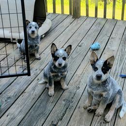 Australian Cattle Dog Puppies from Blue Coyote Ranch