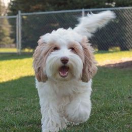 Australian Labradoodle adult dog