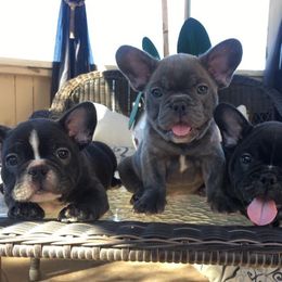 French Bulldog Puppies from Dior Dogs