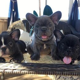 French Bulldog Puppies from Dior Dogs