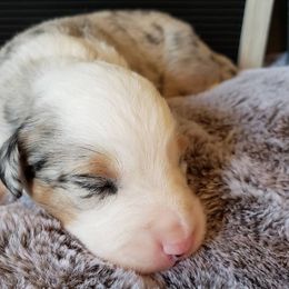 Miniature Australian Shepherd Puppies from Wilkers Wholehearted Mini Aussies