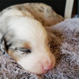 Miniature Australian Shepherd Puppies from Wilkers Wholehearted Mini Aussies