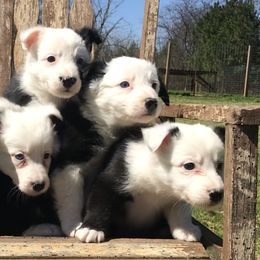 Bloodhound and Border Collie Puppies from Whisenhunt Farms Border Collies