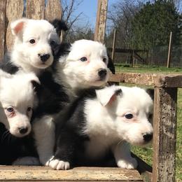Bloodhound and Border Collie Puppies from Whisenhunt Farms Border Collies