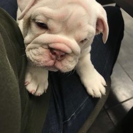 Bulldog and French Bulldog Puppies from Jones Bulldogs
