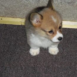 Pembroke Welsh Corgi Puppies from Nistler's Farm Corgis