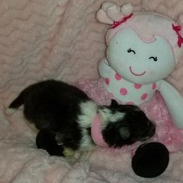 Shetland Sheepdog Puppies from Sharon’s Family Shelties