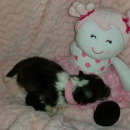 Shetland Sheepdog Puppies from Sharon’s Family Shelties