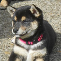 Shiba Inu Puppies from Kawako Shiba Inu
