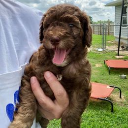 Lake Road Doodles breeder of Goldendoodle