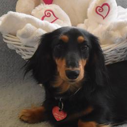 Carley - Dachshund