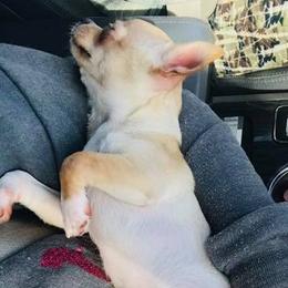 Chihuahua Puppies from Blue Diamond Chihuahua’s