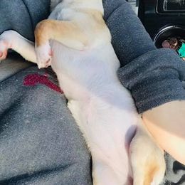 Chihuahua Puppies from Blue Diamond Chihuahua’s