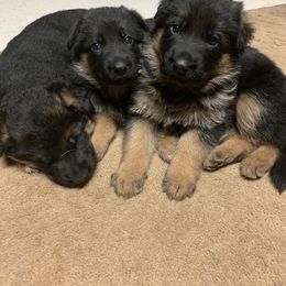 German Shepherd Puppies from Kelley Baron