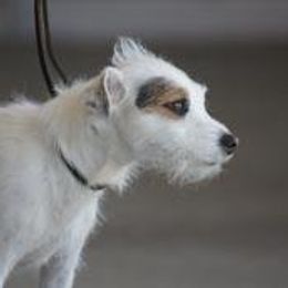 Petey - Jack Russell Terrier