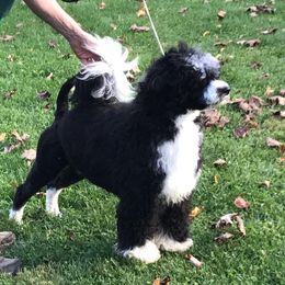 Portuguese Water Dog Puppies from Saltydawg PWDs