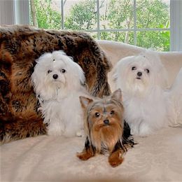 Pleasant Ridge Yorkshire Terriers & Maltese breeder of 