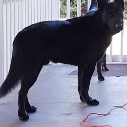 Jesse James - German Shepherd