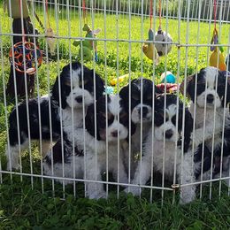 Galaxy Cockers breeder of Cocker Spaniel