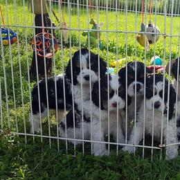 Galaxy Cockers breeder of Cocker Spaniel