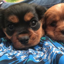 Cavalier King Charles Spaniel Puppies from Hotchkiss Cavaliers