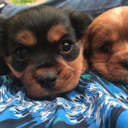 Cavalier King Charles Spaniel Puppies from Hotchkiss Cavaliers