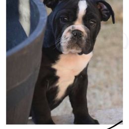 English Bulldog Puppies from TxBully Brigade