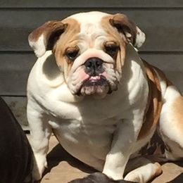 Tecla - English Bulldog