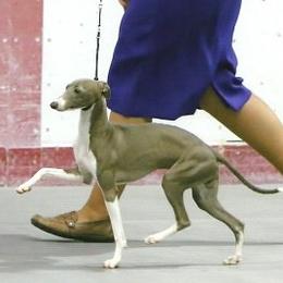 Sky Guy - Italian Greyhound