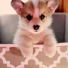 Pembroke Welsh Corgi Puppies from Edgewood Farm