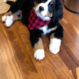 Bernese Mountain Dog Puppies from Stick House Bernese