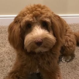 Bainbridge's Colby - Australian Labradoodle