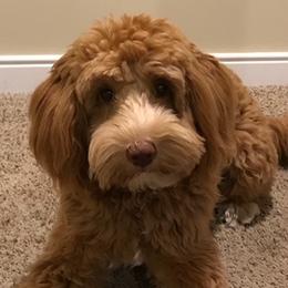 Bainbridge's Colby - Australian Labradoodle