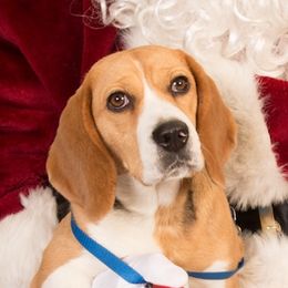 Honey (available for adoption) - Beagle