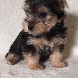 Yorkshire Terrier Puppies from Alaska’s Baby Yorkies
