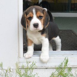 Beagle Puppies from Copper Sky Beagles