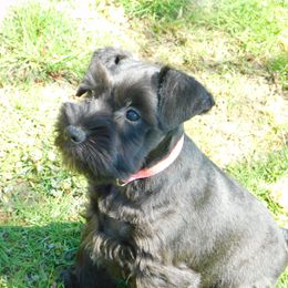 Golden Retriever and Miniature Schnauzer Puppies from Mervar Kennel