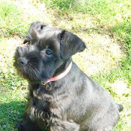 Golden Retriever and Miniature Schnauzer Puppies from Mervar Kennel