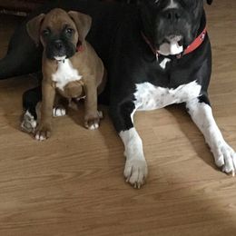 Boxer Puppies from BellRidge Boxers