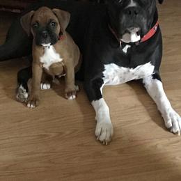 Boxer Puppies from BellRidge Boxers