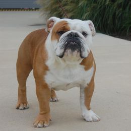 Bulldog All Grown Up from Artemis Bulldogs