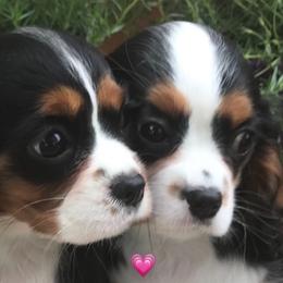 Cavalier King Charles Spaniel Puppies from Hotchkiss Cavaliers
