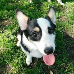 Pembroke Welsh Corgi Puppies from Corgis with Character