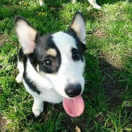 Pembroke Welsh Corgi Puppies from Corgis with Character