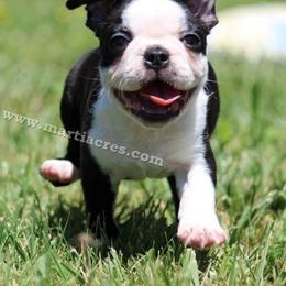 Beagle and Boston Terrier Puppies from Marti Acres